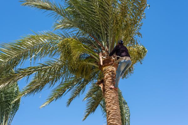 Palm Tree Felling - Palm Tree Felling Portland, Maine
