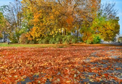 Scenic Leaf-Laden Trees