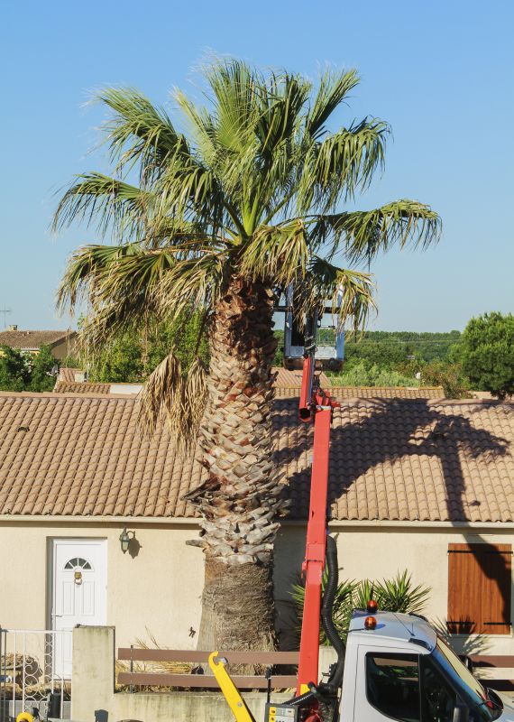 Seasonal Palm Trimming