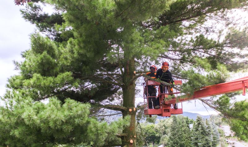 Tree Maintenance Service