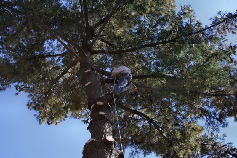 Tree Trimming in Action
