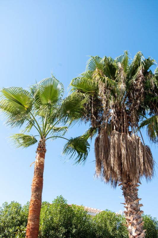 Healthy trimmed palms
