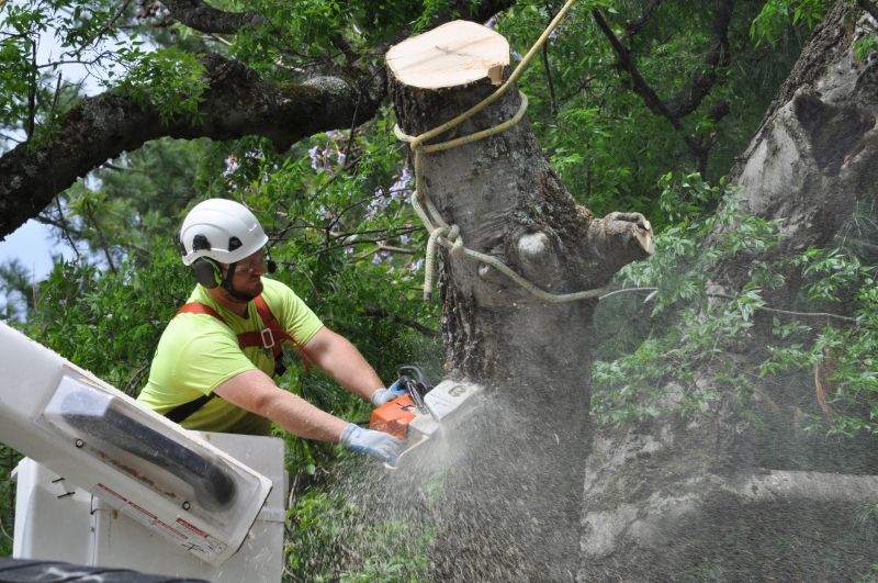 Safety gear for tree trimming