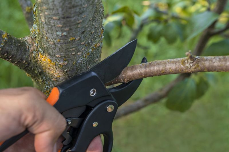 Trunk Cleaning